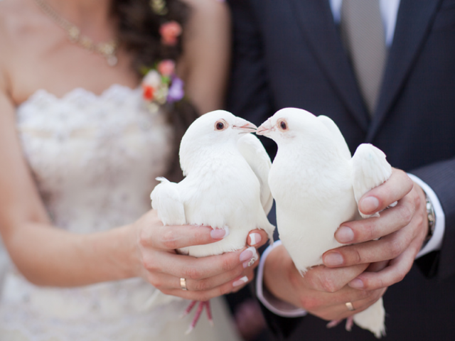 White Dove Release